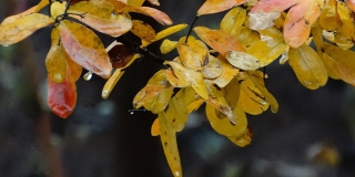 В Саратовской области прогнозируют морось и температуру не выше +4 В Саратовской области прогнозируют морось и температуру не выше +4