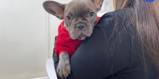 В Саратове ветеринары спасли сломанную лапу щенку Шустрику В Саратове ветеринары спасли сломанную лапу щенку Шустрику