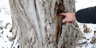 На территории горпарка Саратова снесут еще 11 деревьев На территории горпарка Саратова снесут еще 11 деревьев