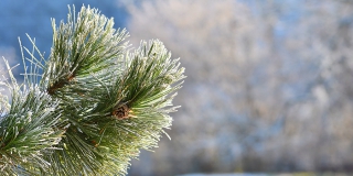 � ����������� ������� ���� ����� ���������� �� -15 ��������