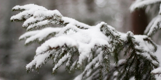 � ����������� ������� ����� ��������� ������ ��������: �����, �������� � ������