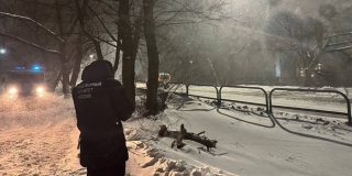 В Балашове на женщину упала ветка дерева В Балашове на женщину упала ветка дерева