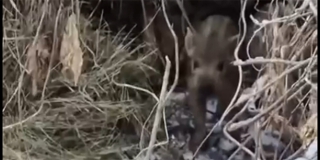 Саратовские охотники запечатлели на видео целое семейство кабанов Саратовские охотники запечатлели на видео целое семейство кабанов