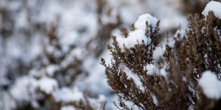 � �������� ������ �������� � ������� �� -20 ��������