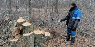 Балаковец срубил 12 дубов на дрова для бани и стал фигурантом уголовного дела Балаковец срубил 12 дубов на дрова для бани и стал фигурантом уголовного дела