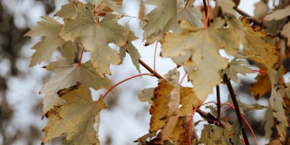 В Саратове в этом году запланировали строительство двух новых парков В Саратове в этом году запланировали строительство двух новых парков