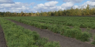 � ����������� ������� �� ���������� ������� ������� ����� �������� 20 ���