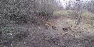 В Саратовской области обсуждают исключение шакалов из Красной книги В Саратовской области обсуждают исключение шакалов из Красной книги