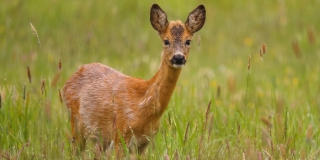 В Саратовской области зарегистрировано более 1900 видов животных В Саратовской области зарегистрировано более 1900 видов животных