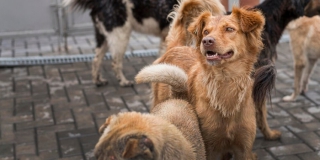 В Энгельсе возбуждено дело из-за стаи агрессивных бродячих собак в СНТ В Энгельсе возбуждено дело из-за стаи агрессивных бродячих собак в СНТ