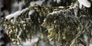В Саратовской области ожидают небольшой снегопад с дождем В Саратовской области ожидают небольшой снегопад с дождем