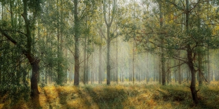 � ����������� ������� �������� �������� ������ �� �������������� ���������