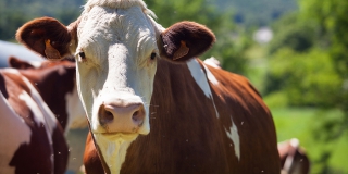 � ����������� ������� ������������ ���� ������� ��� ���������� �� �������������