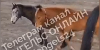 � �������� �������� ����� ����������� ������� ����� ���������� ������