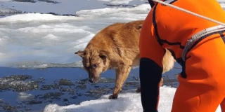 ����������� ��������� �������� ���������� ������� ����� �� ������ ������