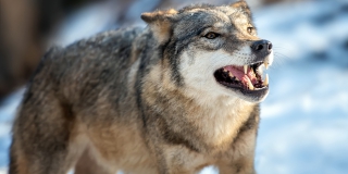 ����������� ���� �������� ����� � ����� �����: �� ������ ��������� �������