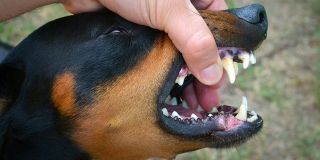 �� ���������� ������ �������� 11-������ �������. �� �������� ��������� ����