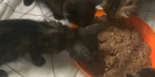 �� ������������� ����� ������� �� ����: � ��������� ������ ���� ������ ��������