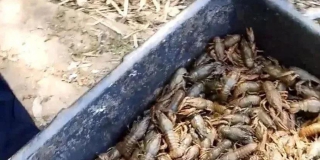 В Духовницком районе самарца признали виновным в незаконной добыче раков В Духовницком районе самарца признали виновным в незаконной добыче раков