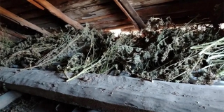 Саратовец хранил на даче больше 10 кг наркотиков. Возбуждено дело Саратовец хранил на даче больше 10 кг наркотиков. Возбуждено дело