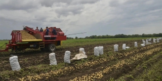 В Саратовской области за год увеличилось производство картофеля В Саратовской области за год увеличилось производство картофеля