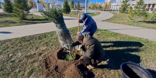 В Энгельсе высаживают новые деревья и кустарники на общественных территориях В Энгельсе высаживают новые деревья и кустарники на общественных территориях