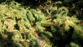 Жители сообщили о вырубке деревьев на Кумысной поляне Жители сообщили о вырубке деревьев на Кумысной поляне