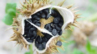 Восьмиклассницы отравились семенами дурмана Восьмиклассницы отравились семенами дурмана