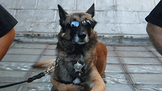 Квартирный вор провел эксперимент с полицейской собакой Квартирный вор провел эксперимент с полицейской собакой