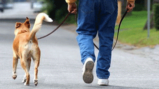 В Заводском районе убили собаковода В Заводском районе убили собаковода