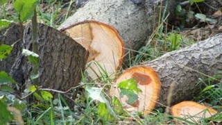 В лагере «Лесная республика» на всякий случай вырубили плодовые деревья В лагере «Лесная республика» на всякий случай вырубили плодовые деревья