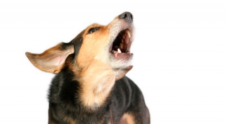 ������� ������������ �� ������� �� ��������� ������