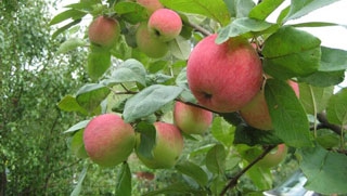 Парня посадили за совращение девочки в яблоневом саду