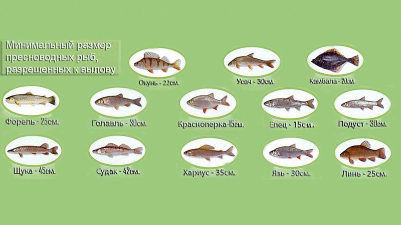Размеры рыб на озере. Размер рыбы разрешенной к вылову. Размеры рыб для вылова. Разрешённый размер вылавливаемой рыбы. Минимальный размер рыбы разрешенный к вылову.