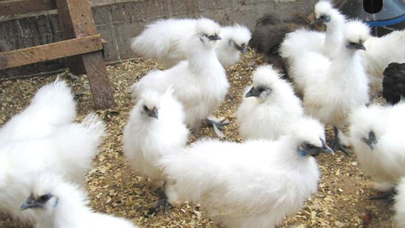 Китайская шелковая куропатчатая. Китайская пуховая курочка. Порода кур китайская шелковая цыплята. Пуховые цыплята. Китайская шелковая (silkie bantam).