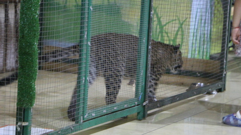 Манеж зоопарк. Зверополис зоопарк саратов манеж. Манеж саратов зоопарк 2022 контактный. Конный манеж ленинградского зоопарка. Манеж для малышей до года.
