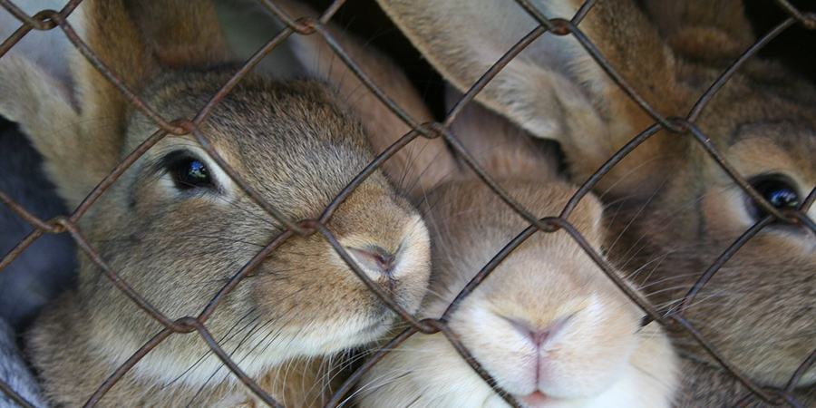 Более 10 тысяч кроликов погибли в огне под Энгельсом